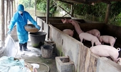 SOS Dịch tả lợn châu Phi đã lan rộng ra 9 tỉnh, thành