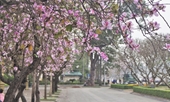 300 cây hoa ban Tây Bắc sẽ khoe sắc tại Hà Nội