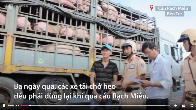 Cảnh sát dừng xe chở heo ở cầu Rạch Miễu để kiểm dịch