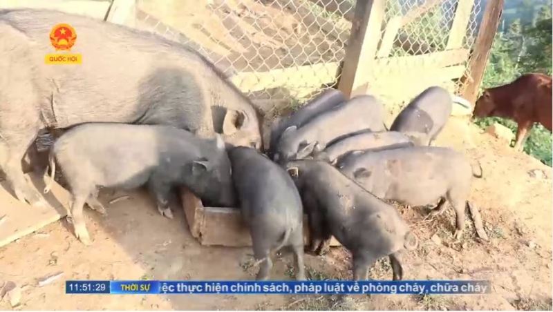 Điện Biên xuất hiện dịch tả lợn Châu Phi