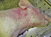 Dấu hiệu nhận biết thịt nhiễm tả lợn châu Phi
