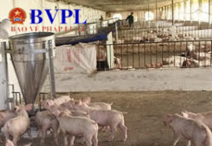 Đà Nẵng Yêu cầu nghiêm túc thực hiện kiểm dịch động vật, phòng chống dịch tả lợn Châu Phi