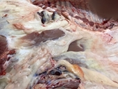 Tiêu huỷ hơn 600kg thịt heo nghi bệnh lở mồm long móng