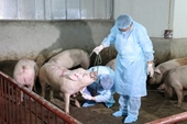 Liên Hiệp Quốc giúp Việt Nam ứng phó dịch lợn Châu Phi