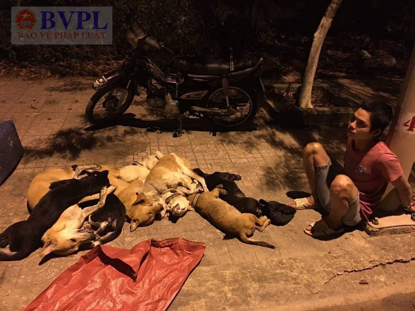 Kịch tính màn rượt đuổi 3 đối tượng trộm chó trên phố