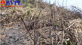 Phó chủ tịch xã chặt phá 2,5 ha rừng để trồng keo