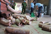 Hơn 9 tấn nghi là ngà voi ngụy trang tinh vi cập cảng Tiên Sa
