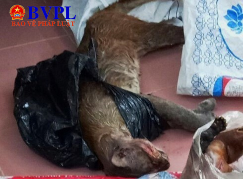 Tạm giữ nam thanh niên vận chuyển trái phép một cá thể beo quý hiếm