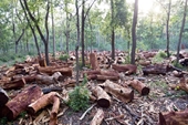 Khi nào hành vi đốt, phá rừng bị truy cứu trách nhiệm hình sự
