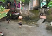 Bàng hoàng nghe lời kể của nhân chứng bất lực nhìn đàn chó tấn công bé trai ở Hưng Yên