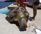 Phát hiện xác rùa biển quý hiếm dạt vào bờ biển Vĩnh Hy