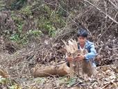 Hơn 2 hecta rừng vùng đệm Phong Nha- Kẻ Bàng bị đốn hạ gần trạm Kiểm lâm