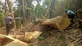 Điều tra vụ lâm tặc vào rừng cưa hạ hàng chục cây cổ thụ