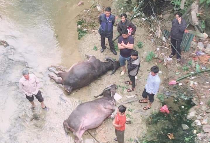 Xe chở trâu lao xuống suối lật ngửa