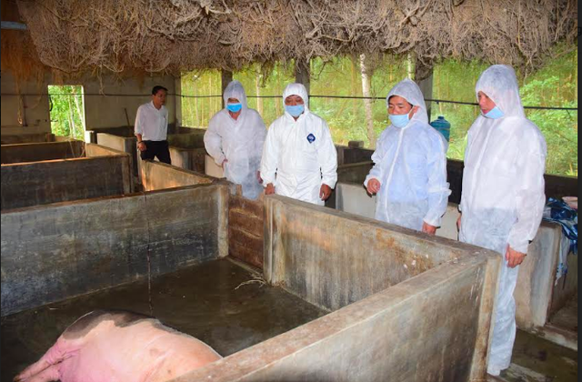 Xuất hiện ổ dịch tả lợn châu Phi đầu tiên ở Cao Bằng