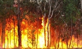 Cảnh báo nguy cơ cháy rừng rất cao ở nhiều địa phương