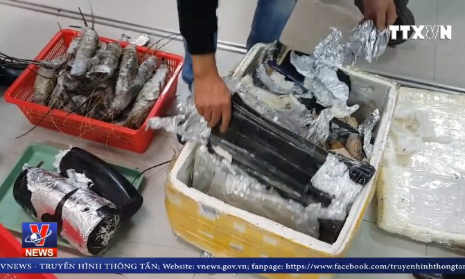 Thu giữ ngà voi đội lốt tôm hùm qua đường hàng không