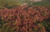 Hơn 10 ha rừng thông bị chết do đầu độc