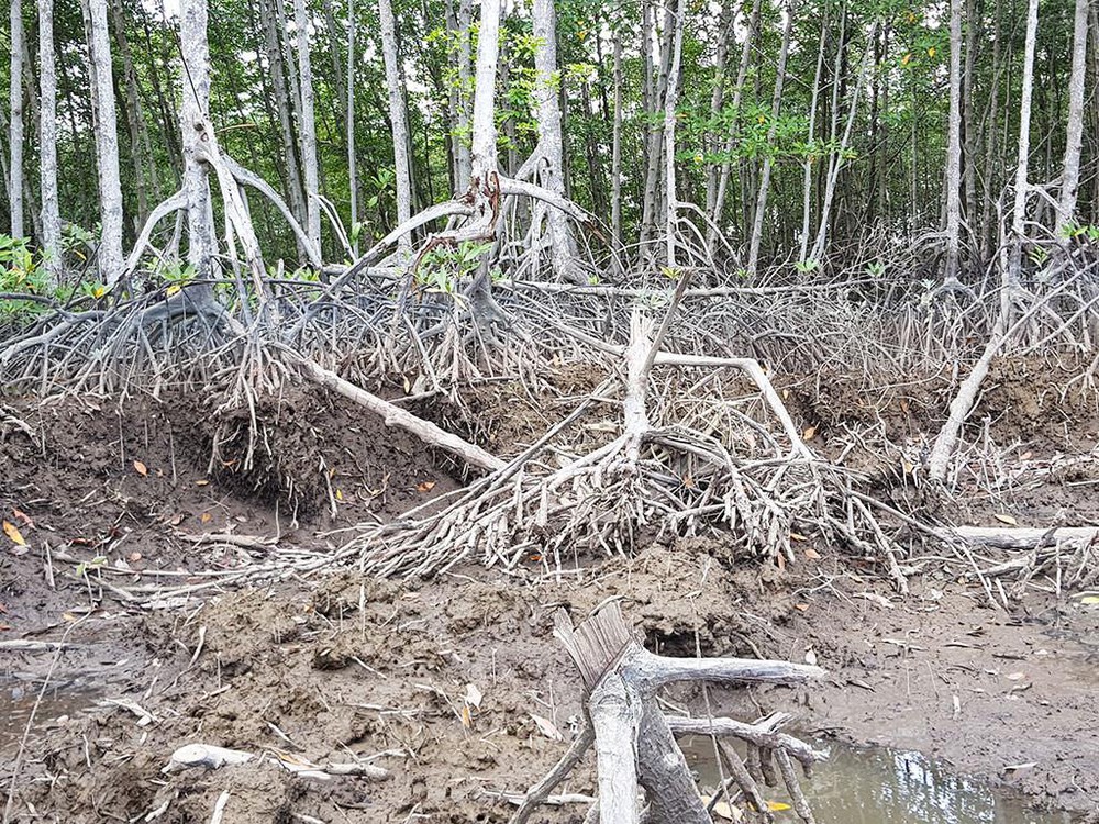 Bắt tạm giam 3 cán bộ Ban quản lý rừng phòng hộ