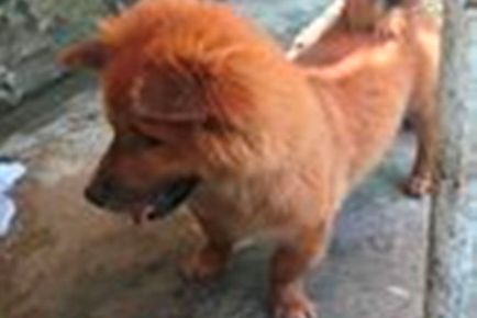 Chó chạy rông cắn 6 người rồi  chết