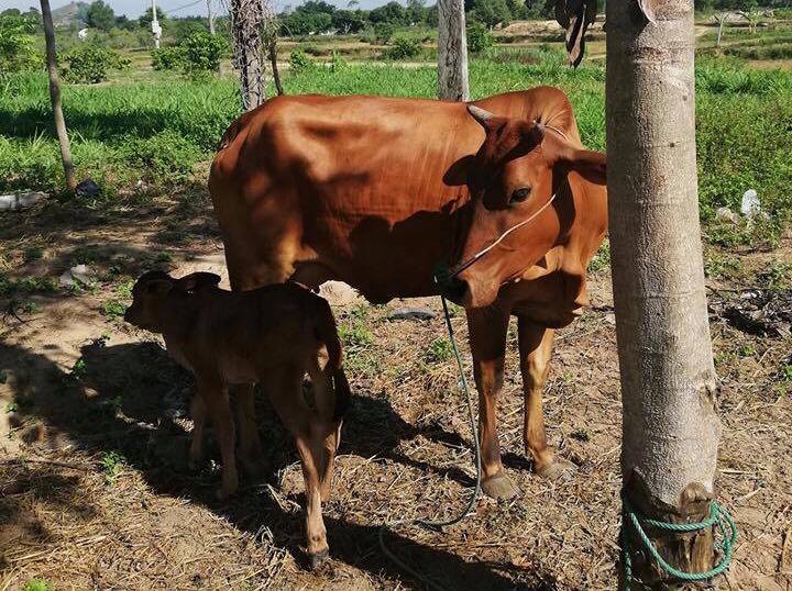 Bi hài chuyện xét nghiệm AND bò để giải quyết tranh chấp