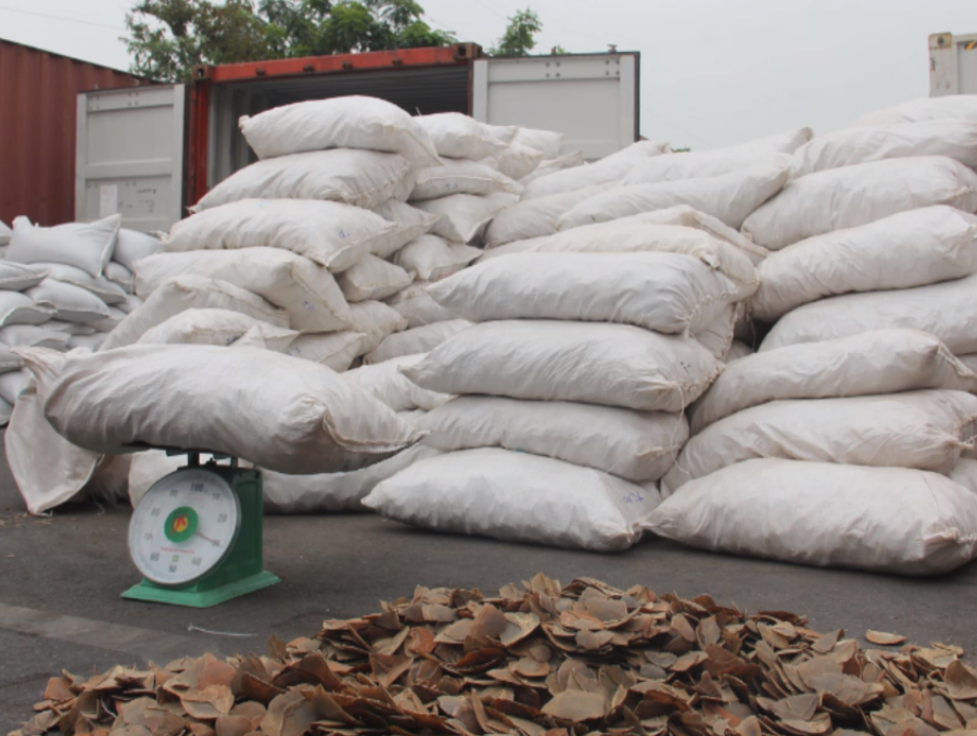 Phát hiện vụ vận chuyển trái phép vẩy tê tê lớn nhất từ trước đến nay