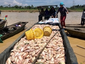 Người nông dân lại khóc ròng vì cá bè chết trắng trên sông La Ngà