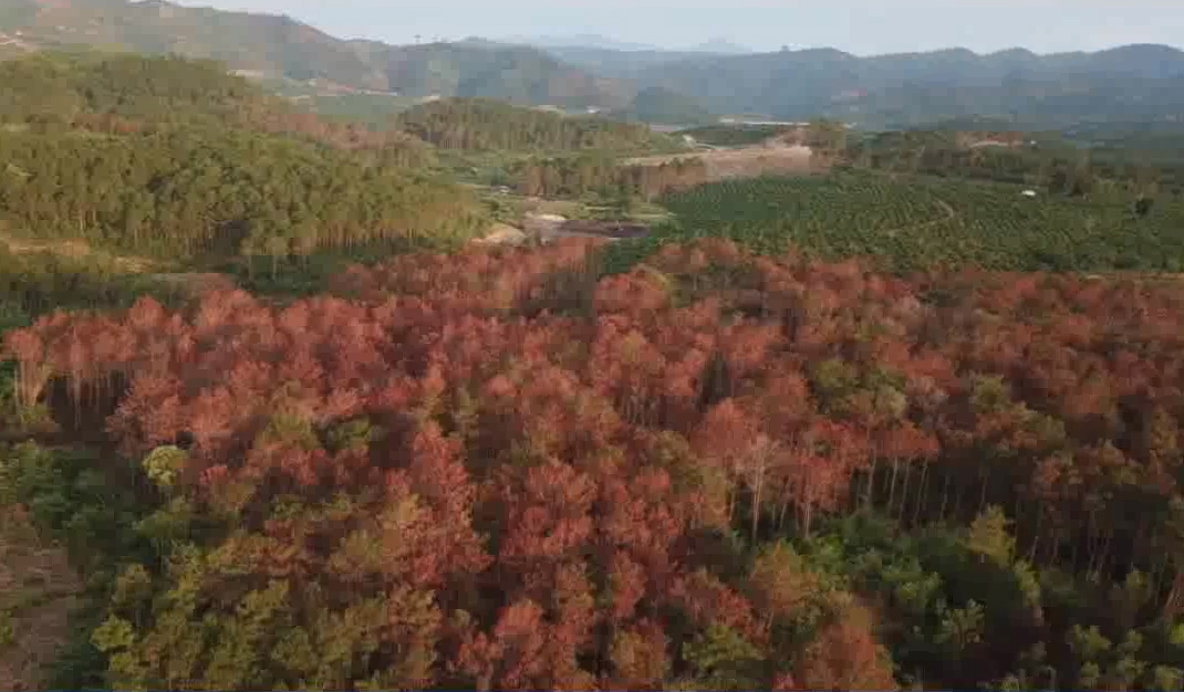 Vụ hơn 10 ha rừng thông bị chết do đầu độc Khởi tố vụ án “Hủy hoại tài sản”