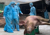 Phát hiện xe tải chở lợn nhiễm virut dịch tả lợn Châu Phi tại tỉnh Đắk Nông