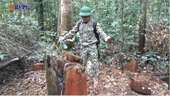 Cận cảnh rừng tự nhiên ở Đắk Nông đang bị tàn phá nghiêm trọng