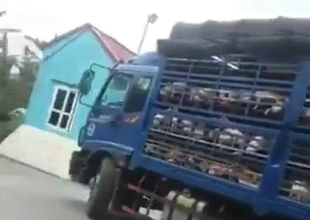 Về bài Lợn sữa từ vùng dịch ùn ùn về nhà máy chế biến  Cơ quan chức năng né báo chí