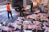 Ban Bí thư ban hành Chỉ thị về phòng, chống dịch tả lợn châu Phi