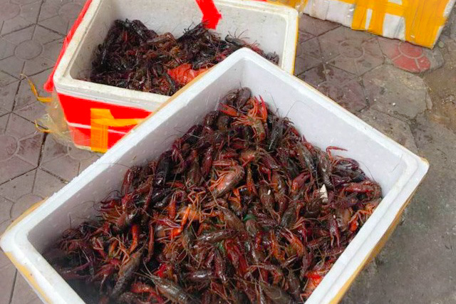 Tôm hùm càng đỏ là loài ngoại lai xâm hại, không được phép kinh doanh tại Việt Nam