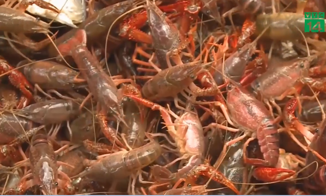 Tôm hùm đất Đặc sản hay mối họa ngoại lai