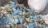 Hãi hùng với 58 tấn chân gà đông lạnh phân hủy nhập khẩu vào Điện Biên