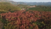 Vụ hơn 10ha rừng thông bị chết do đầu độc Tạm giữ 4 đối tượng