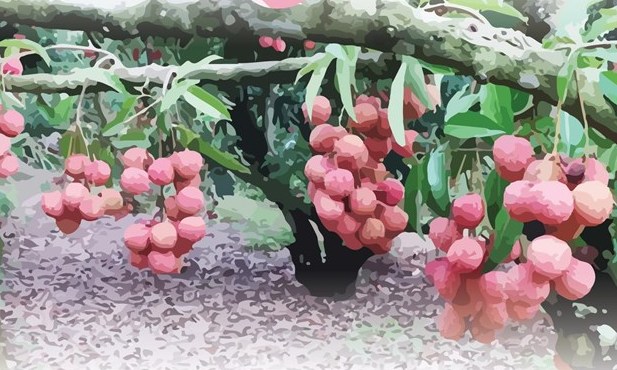 Vải sớm năm 2019 được giá cao bất ngờ