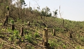 Khởi tố 4 cán bộ Ban quản lý rừng phòng hộ gây thất thoát hơn 750 triệu đồng