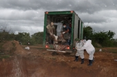 Phát hiện một ổ dịch tả lợn châu Phi tại Đắk Lắk