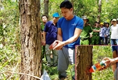 Choáng với chiêu đầu độc 10ha rừng thông ở Lâm Đồng