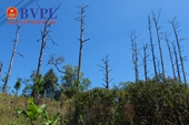 Lâm Đồng ra công điện khẩn sau khi xảy ra nhiều vụ phá rừng nghiêm trọng