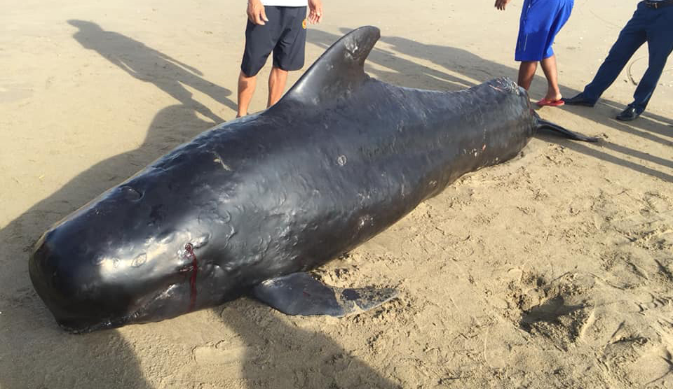 Xác cá voi nặng 1 tấn, nghi bị đạn bắn dạt vào bờ biển Hà Tĩnh