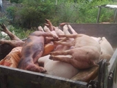 Xuất hiện ổ dịch tả lợn châu Phi tại Quảng Bình