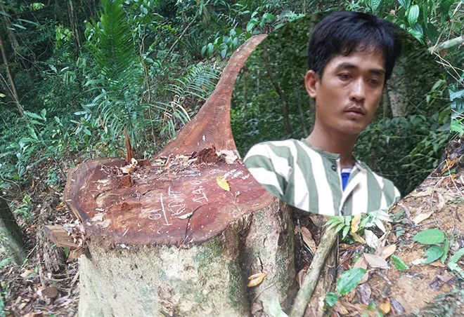 Vụ phá rừng quy mô lớn Khởi tố, bắt tạm giam 1 đối tượng