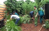 Phát hiện chủ vườn cà phê thâm canh cây cần sa