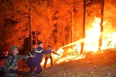 Liên tiếp xảy ra cháy rừng, hơn 230 ha rừng  thành củi