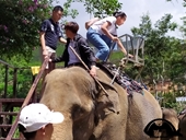 Du khách tố voi bị ngược đãi, bóc lột ở nhiều khu du lịch tại Đà Lạt