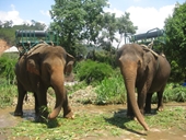 Thực hư chuyện voi và động vật tại Khu du lịch Prenn bị ngược đãi