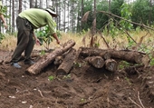 Phát hiện gần 400 khúc gỗ chôn lấp trên khu rừng mới bị phá