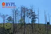 Hậu vụ rừng thông bị đầu độc Lâm Đồng thu hồi gần 200 dự án liên quan đến rừng và đất lâm nghiệp